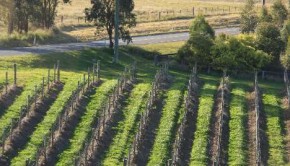 The Hunter Valley