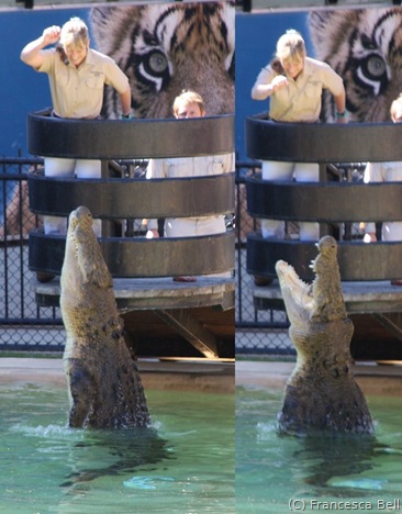 croc