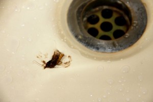 An Indian moth fresh from my ear