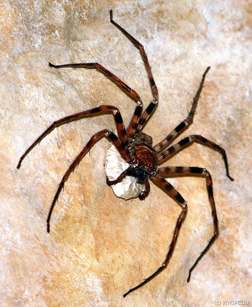 huntsman spider bite. the Laos Cave Huntsman,