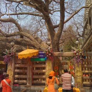 The Tree of Buddha's enlightenment