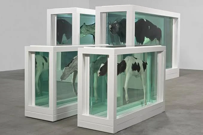 Damien Hirst, Mother and Child (Divided), a bisected cow and calf in formaldehyde vitrines